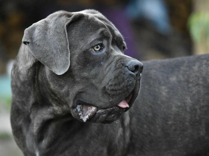 Cane corso, nature, dog, animals, canecorso, pet, animal, mastiff