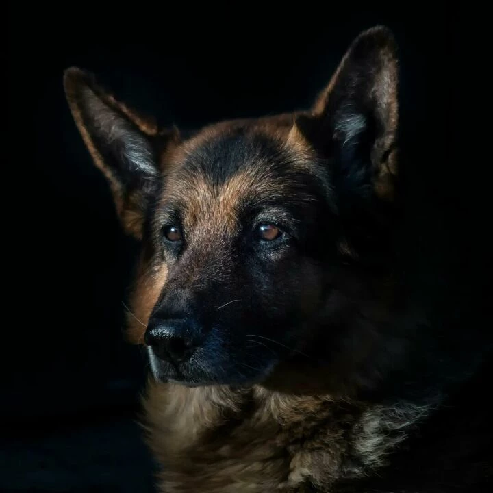 Close-up of a German Shepherd dog in dramatic lighting, highlighting its features.