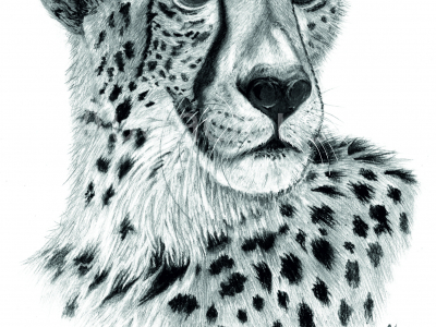cheetah  final
