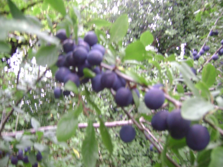 Damsons