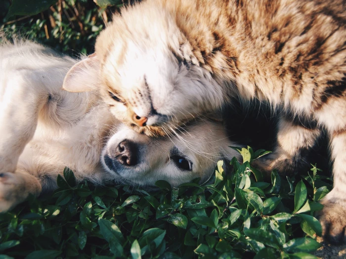 cat and dog love pet bereavement