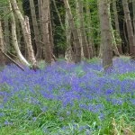 Bluebell Georges Wood