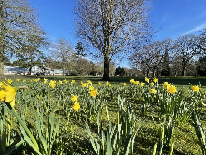 Walton daffodils