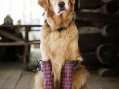 dog in wellies