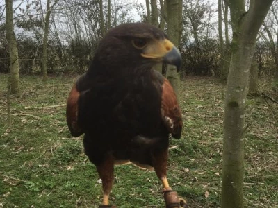 harris hawk