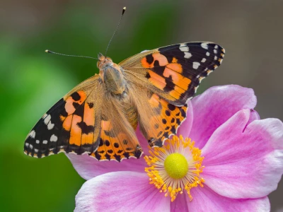 Painted-Lady_Andrew-Cooper-Butterfly-Conservation-990x673