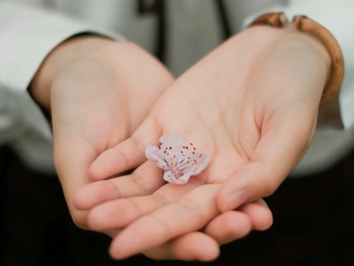 Close-up of hands gently holding a delicate pink flower symbolizing care and nature.