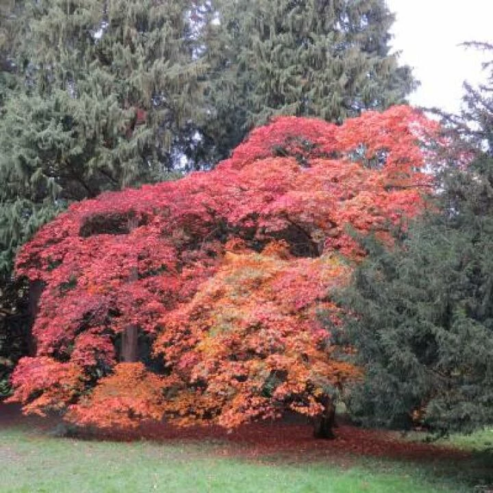 Colourful trees