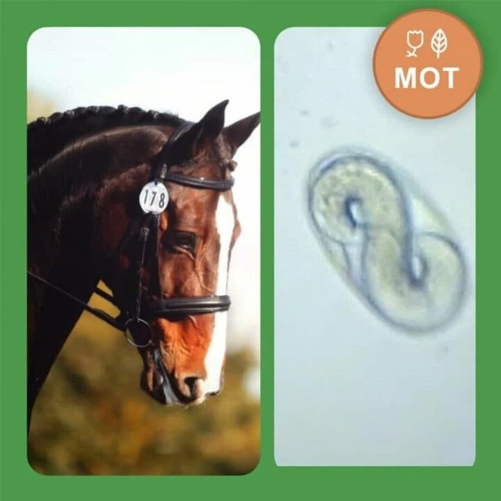 MOT