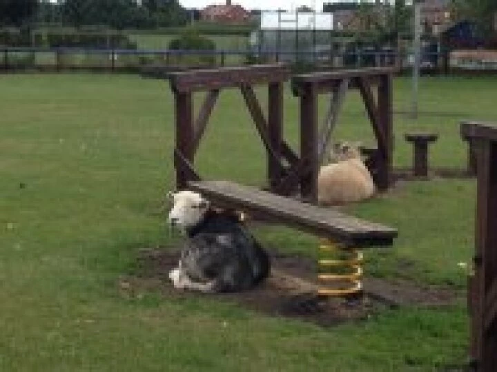 sheep