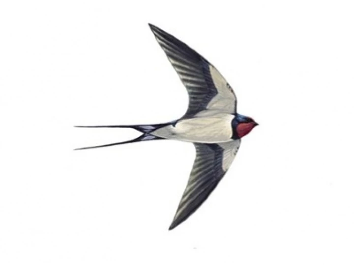 swallow_tcm9-18469