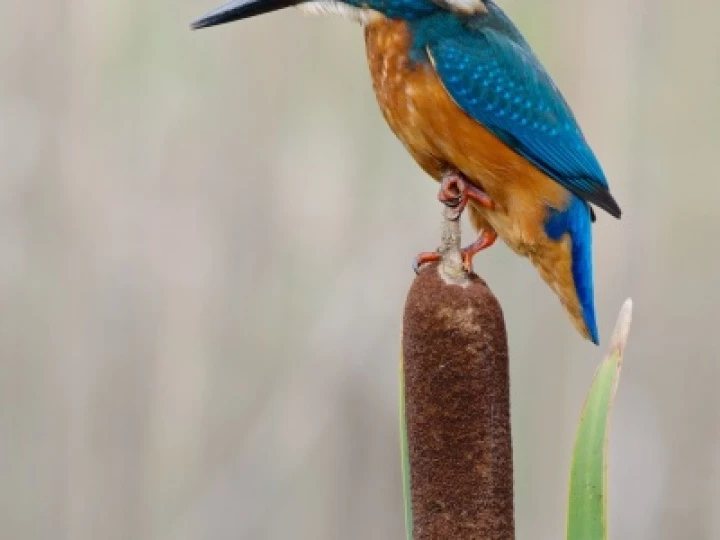 Kingfisher