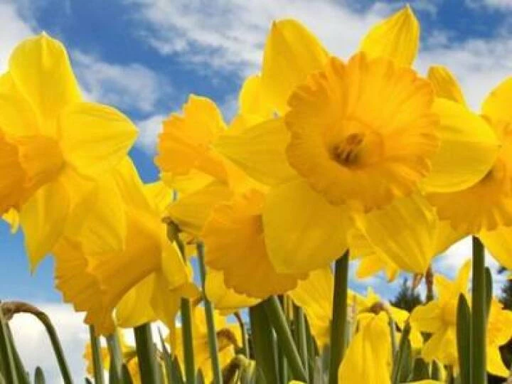 Daffodil1