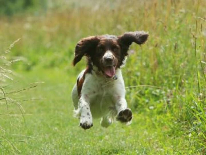 Springer