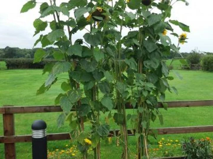 sunflower winner