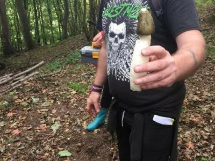 Stink Horn