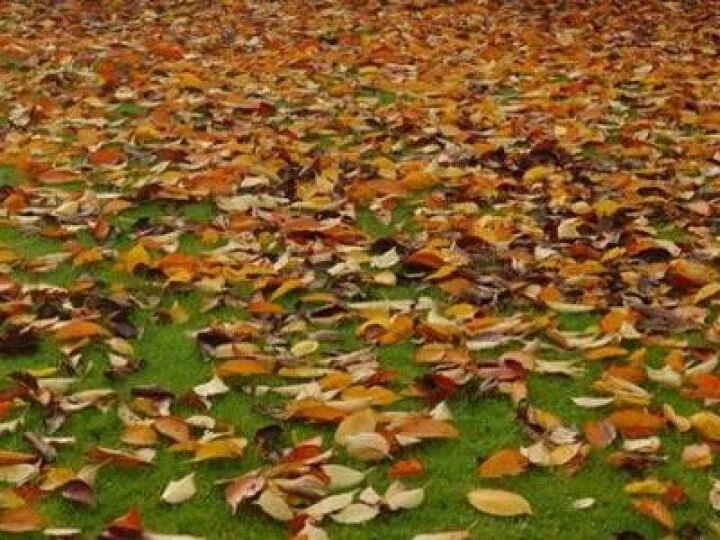 Leaves