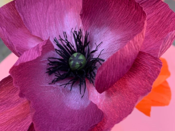 Ditzy Rose 1