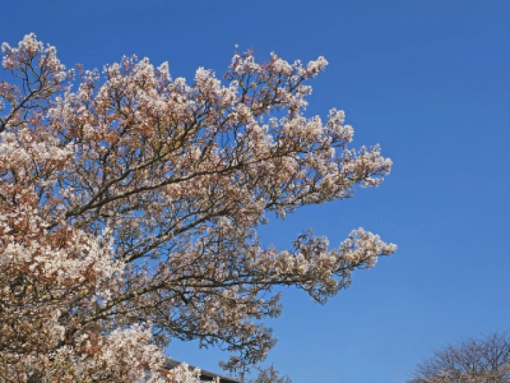 Blossom_JT0769
