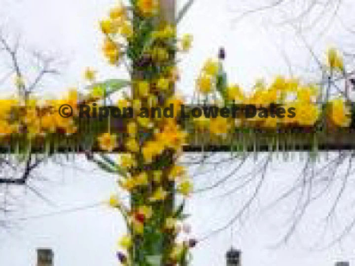 Daffodil Cross 1