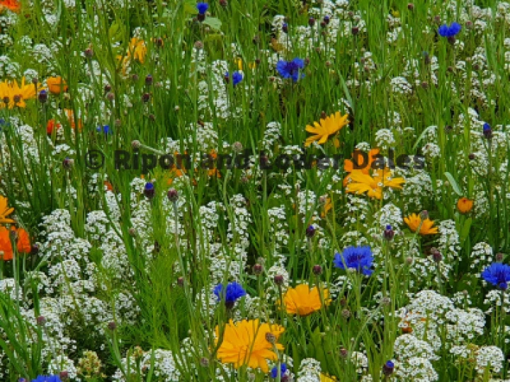 Wild Meadow