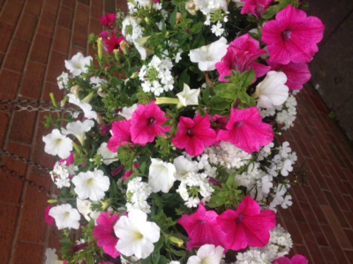 Pink and white