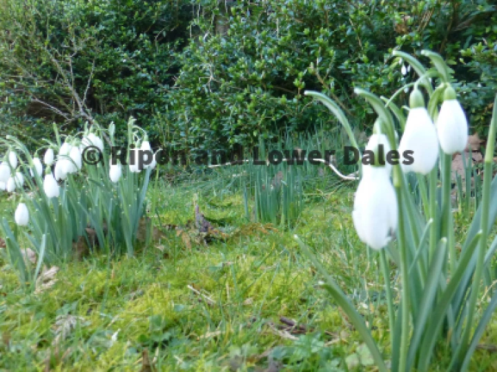 Snowdrops