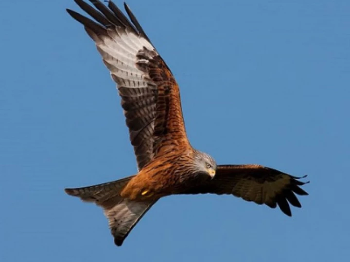 Red Kite