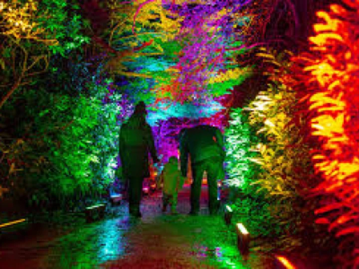 forest trail lights