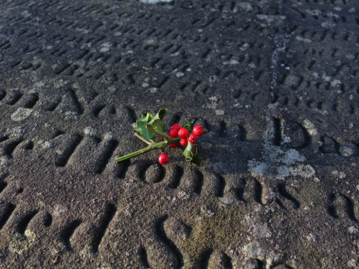The Holly