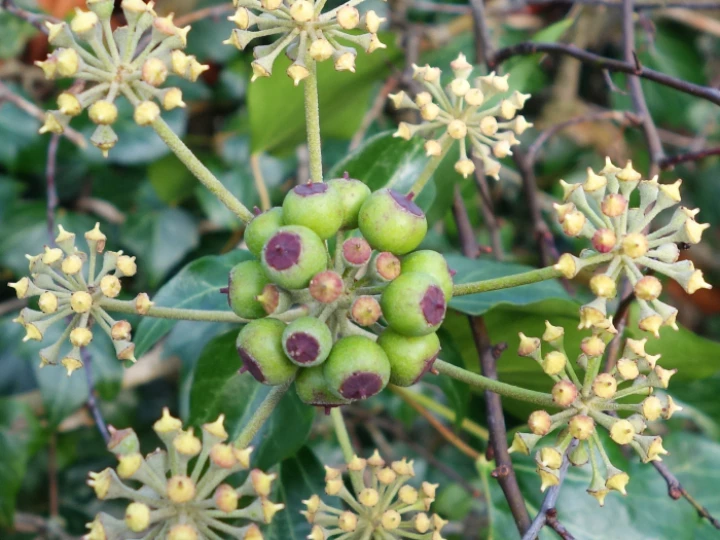 Ivy flower
