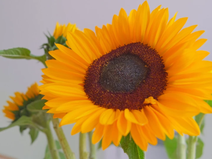RR Sunflower F3922