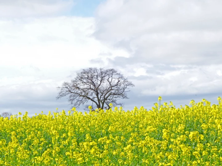 Mellow Yellow