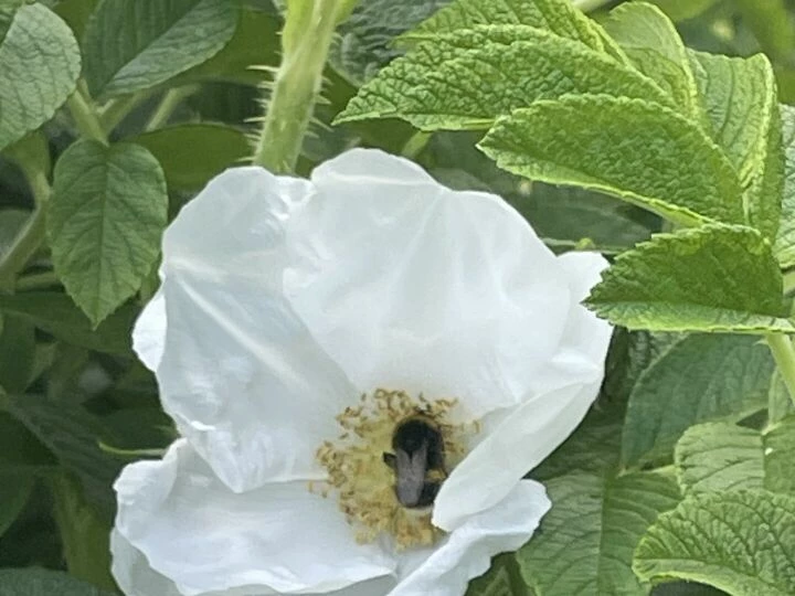 June garden