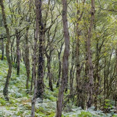 Bickerton Hill in August 38