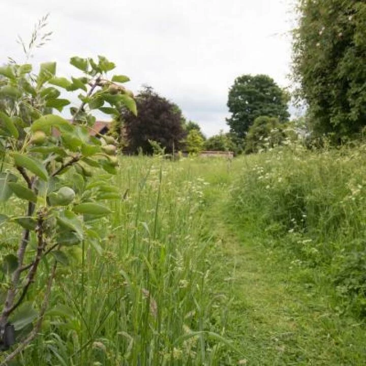 Community Orchard in May 2017