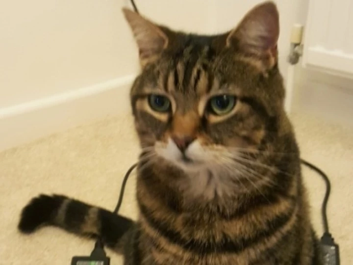 Missing Cat