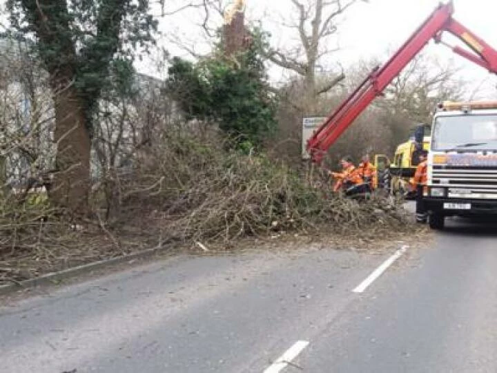 Storm Doris Trees 01