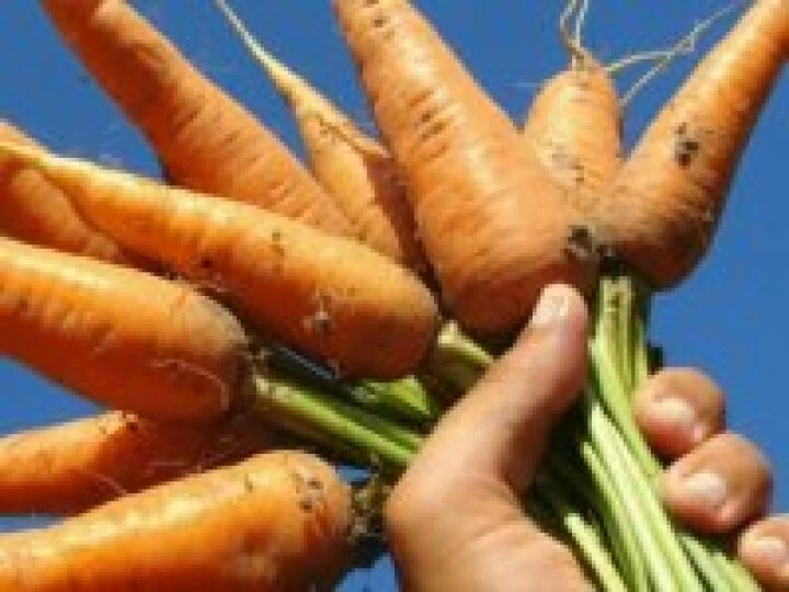 allotment 02