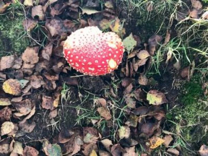 Bickerton Hill 2