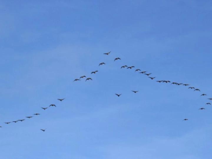 Pink-footed-geese