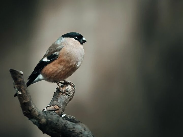 Finch, bird, animal