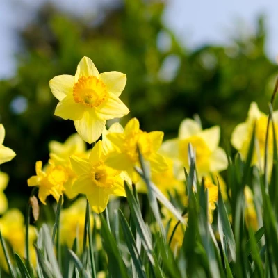 daffodils, spring, flowers