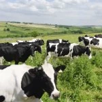 cows, cow, farms, farming, rural, dairy