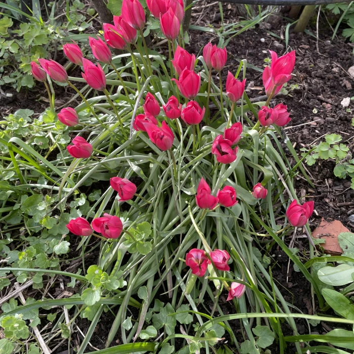 April garden