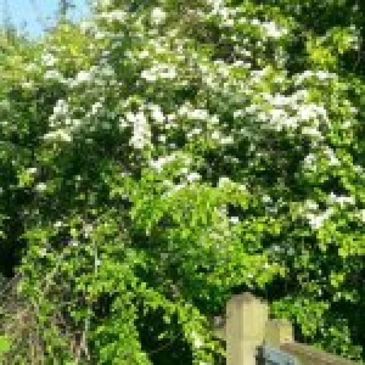 Hawthorn
