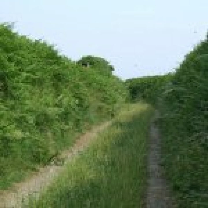 An_overgrown_lane_-_geograph_org_uk_-_193225