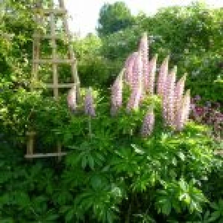 Flower Club J7