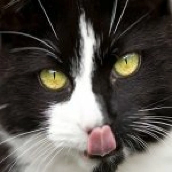 cat_licking_its_chops
