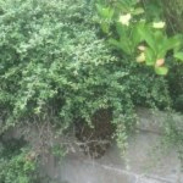 Bees